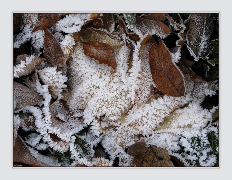 frozen leaves