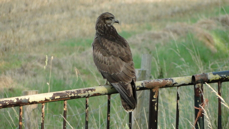 Buizerd