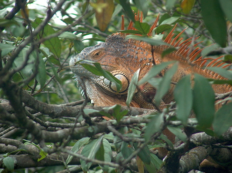 Leguaan in Costa Rica