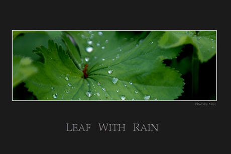 Leaf with rain