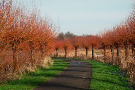 knotwilgen in de winterzon