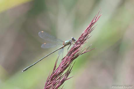 Tangpantserjuffer (Lestes dryas)