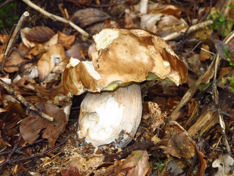 Augustus 2014, Winterberg, Sauerland