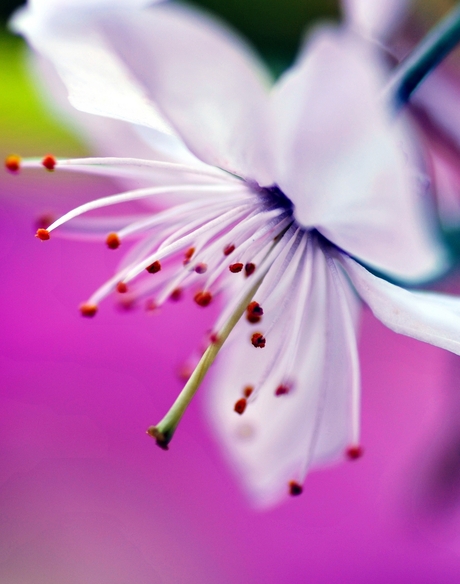 Bloem maar dan anders