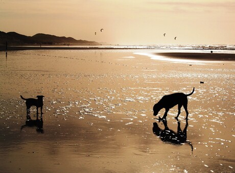 Honden op het strand