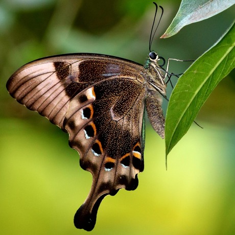 Vlinder op Bali