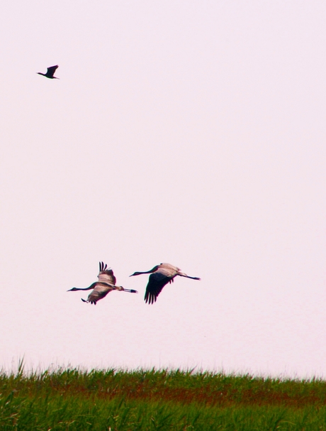 kraanvogels in het natuurreservaat