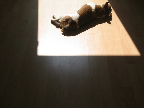 Jacky in de zon.