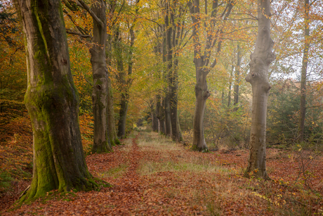 Herfst