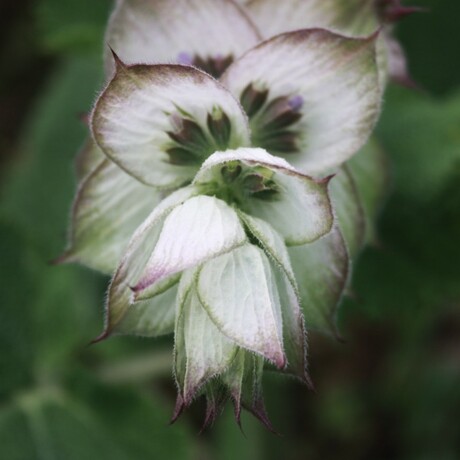 White flower