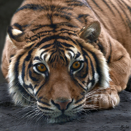 Sumatraanse tijger