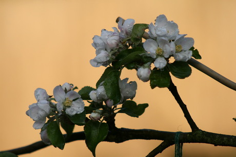 mijn appelboombloesem voorjaar 2010