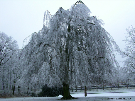 Winterplaat uit de achterhoek