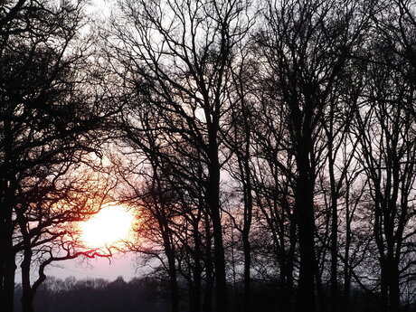zonsonderdag precies tussen de bomen