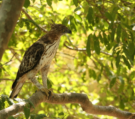 Indische kuifarend ( Crested Hawk Eagle )