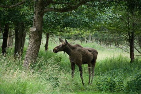 Eland