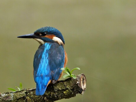 ijsvogel