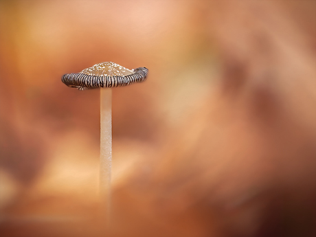 Woolly Inky Cap