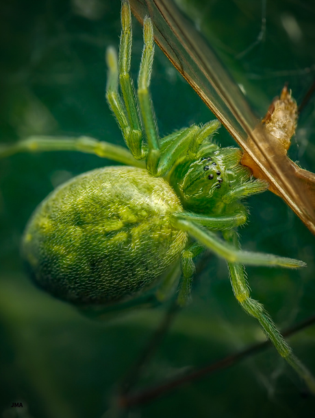 Groen Kaardertje