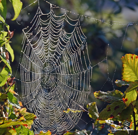 "Web in the morning glory..."
