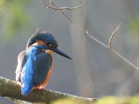 Deze ijsvogel zat lekker te genieten van het zonnetje