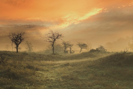 Waterleidingduinen landschap