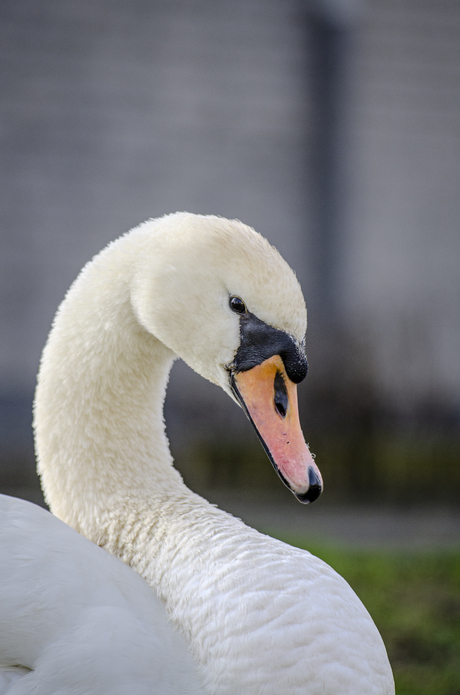 Portret Zwaan