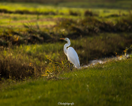 Reiger in de ochtend zon