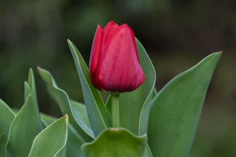 Lente!