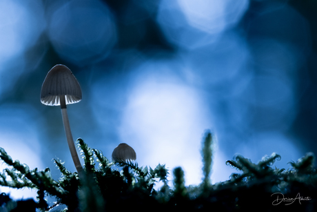 paddenstoel met tegenlicht 