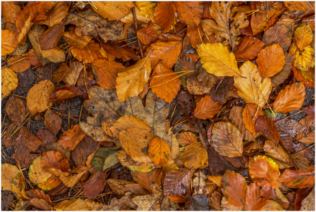 Herfst tapijt.