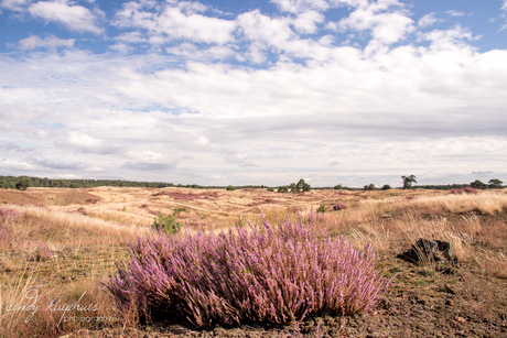 Dagje veluwe...