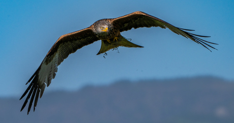WildLife