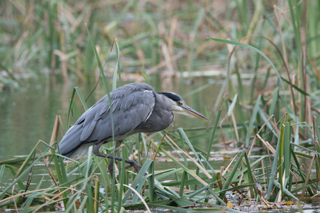 Reiger