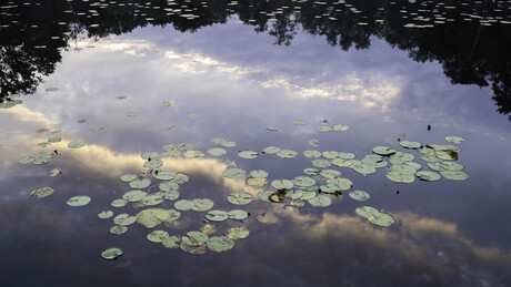 Ochtendlicht op waterlelies