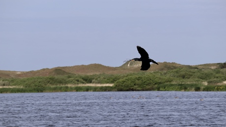 Vliegende aalscholver bij het Zwanenwater 