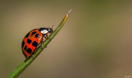 Lieveheersbeestje.