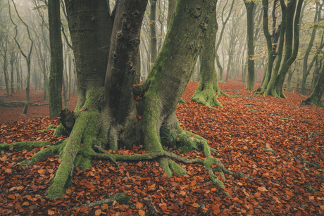 Speulder- en Sprielderbos