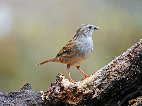 Heggenmus mannetje