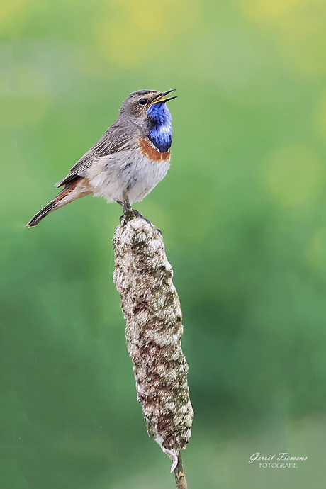 Blauwborst
