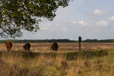 Doldersumse heide  zomaar op een donderdagmiddag