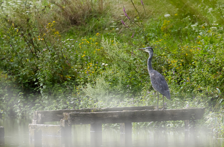 Blauwe reiger