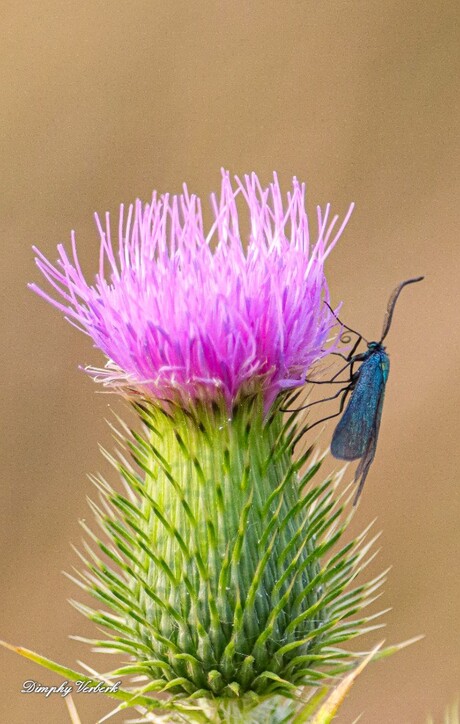 Metaalvlinder op een distel 