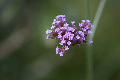 Verbena.