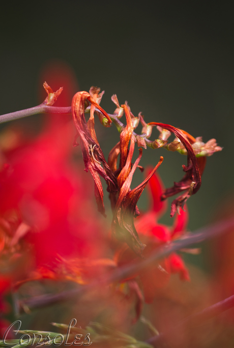 Crocosmia - Montbretia.