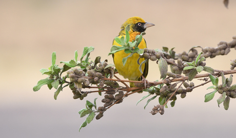 Spekes Wever - Ngorongoro Crater