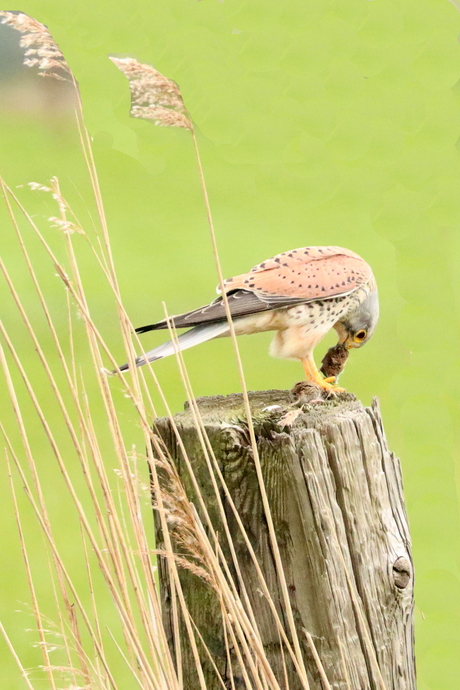 Torenvalk 5 eet smakelijk