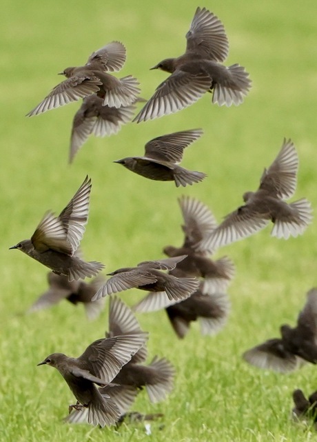 Choreografie van spreeuwen