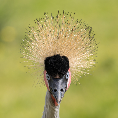 KROONKRAANVOGEL