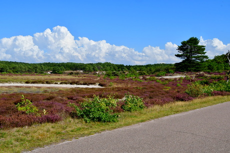 HEIDE IN DE DUINEN